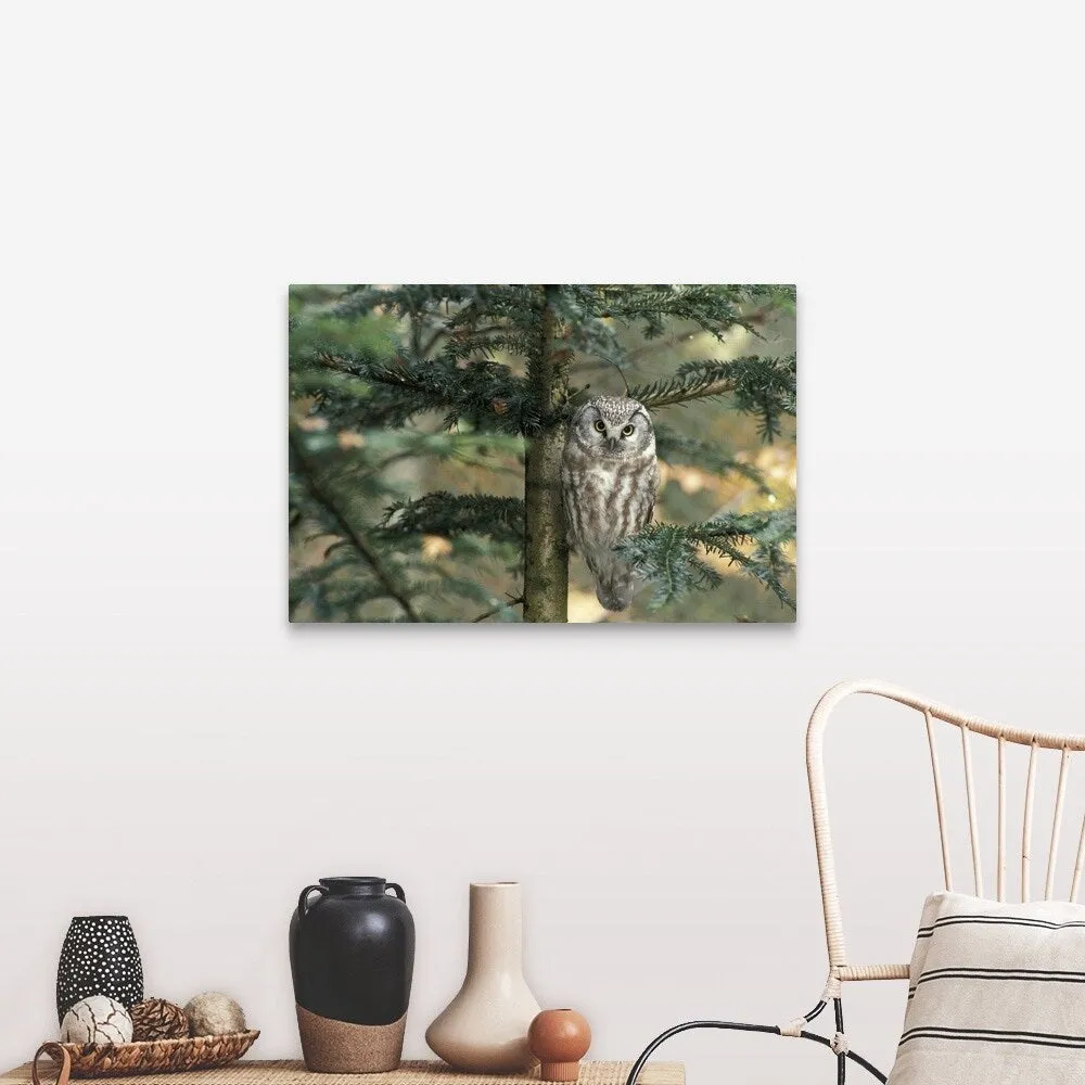 " Owl in Tree " Canvas Wall Art