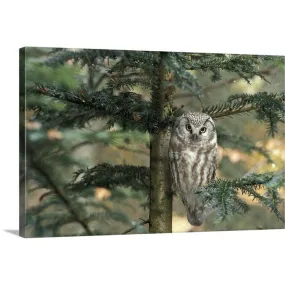 " Owl in Tree " Canvas Wall Art